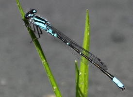 Skimming Bluet